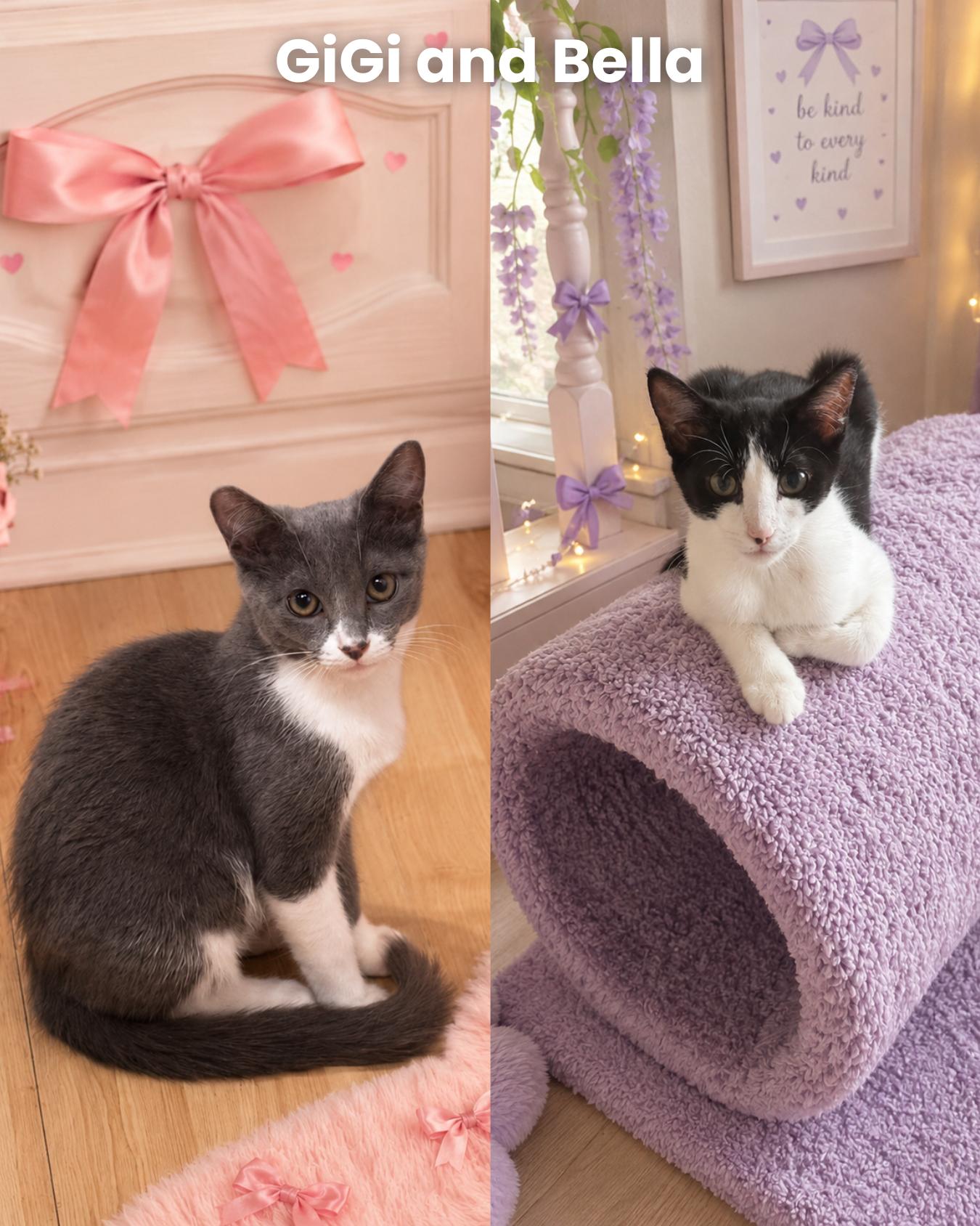 Gigi and Bella, Adopted, Kitten Female Domestic Short Hair.