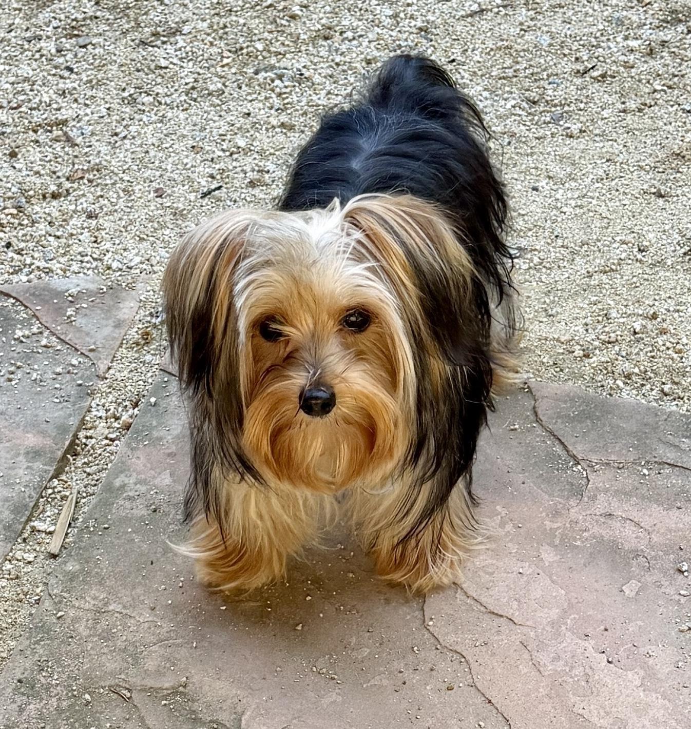 Marina, adopted, Puppy Female Yorkshire Terrier.