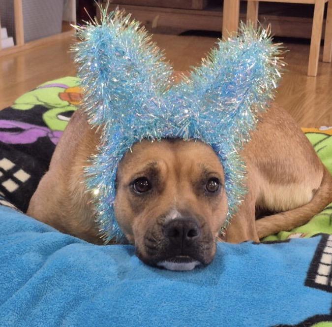 Maggie, a ADOPTABLE mixed breed in Crest Hill, IL image 1/6