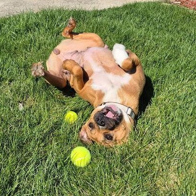 Maggie, a ADOPTABLE mixed breed in Crest Hill, IL image 5/6