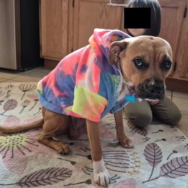 Maggie, a ADOPTABLE mixed breed in Crest Hill, IL image 6/6