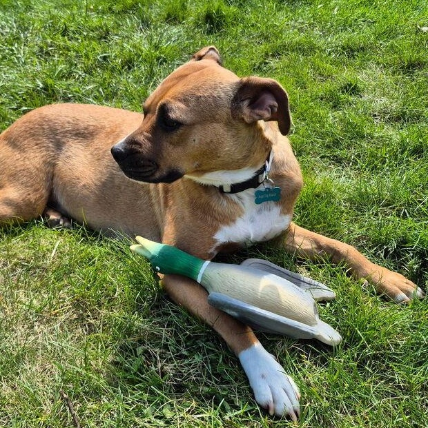 Maggie, ADOPTABLE, Adult Female Pit Bull Terrier.