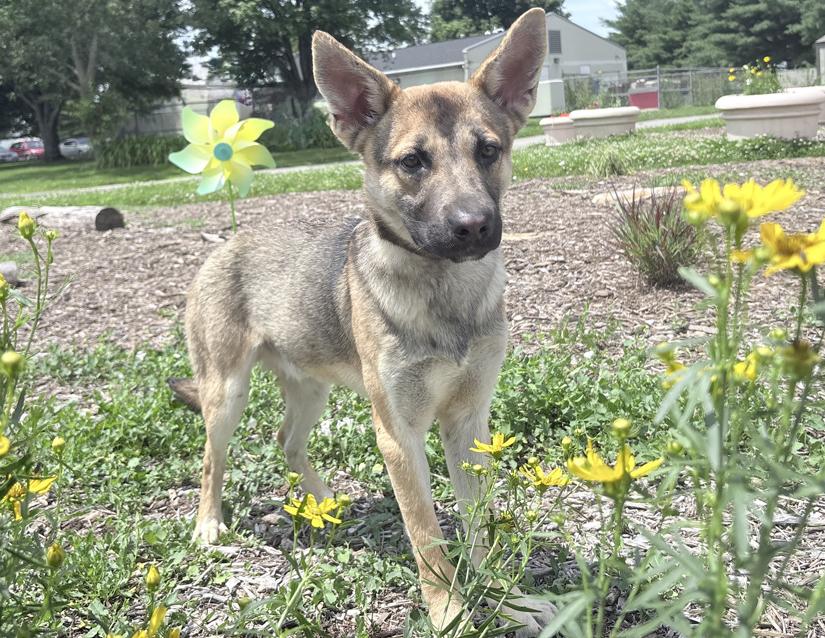 Axel
