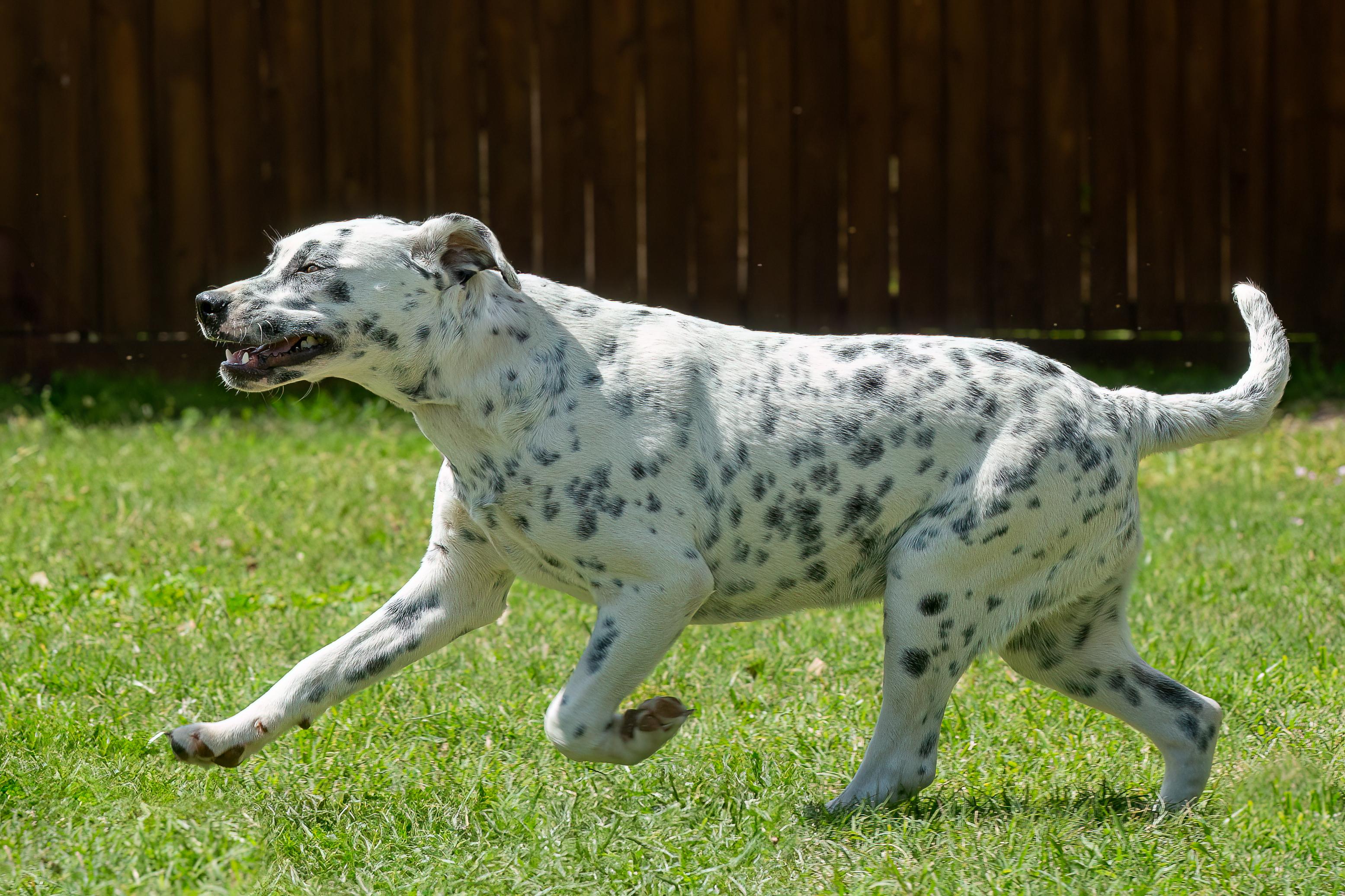 Minnie, a Adoptable mixed breed in Seattle, WA image 3/5