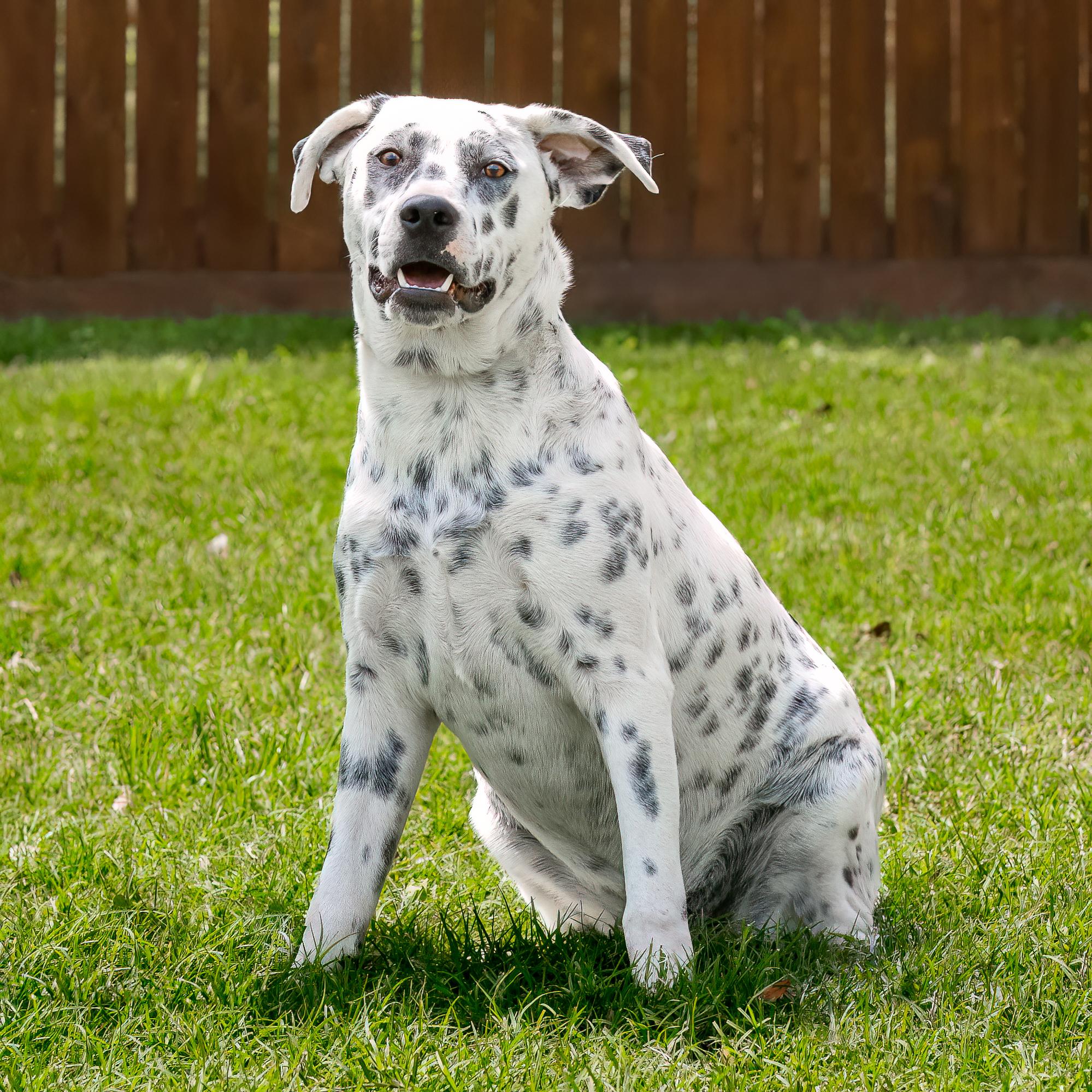 Minnie, a Adoptable mixed breed in Seattle, WA image 4/5