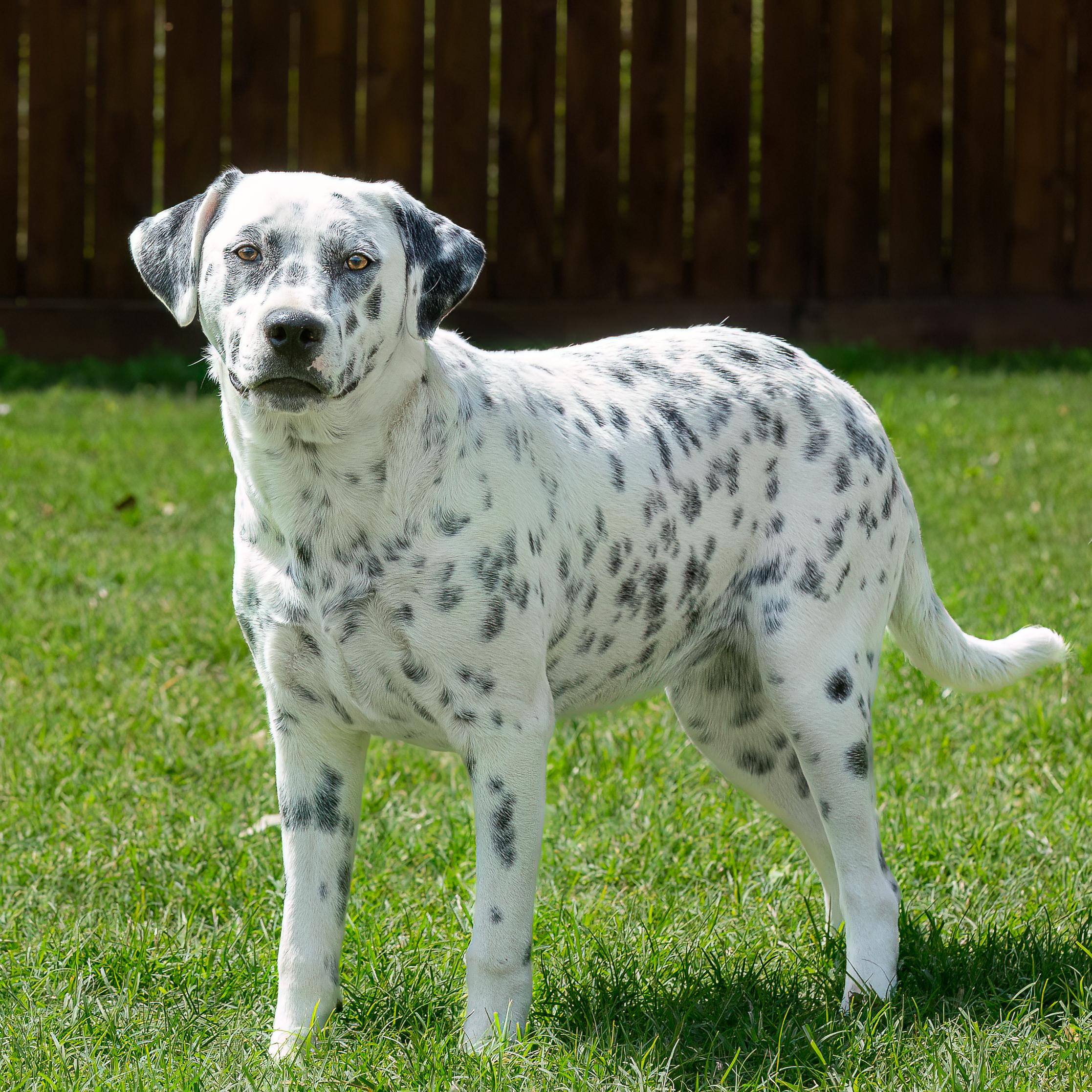 Minnie, a Adoptable mixed breed in Seattle, WA image 5/5