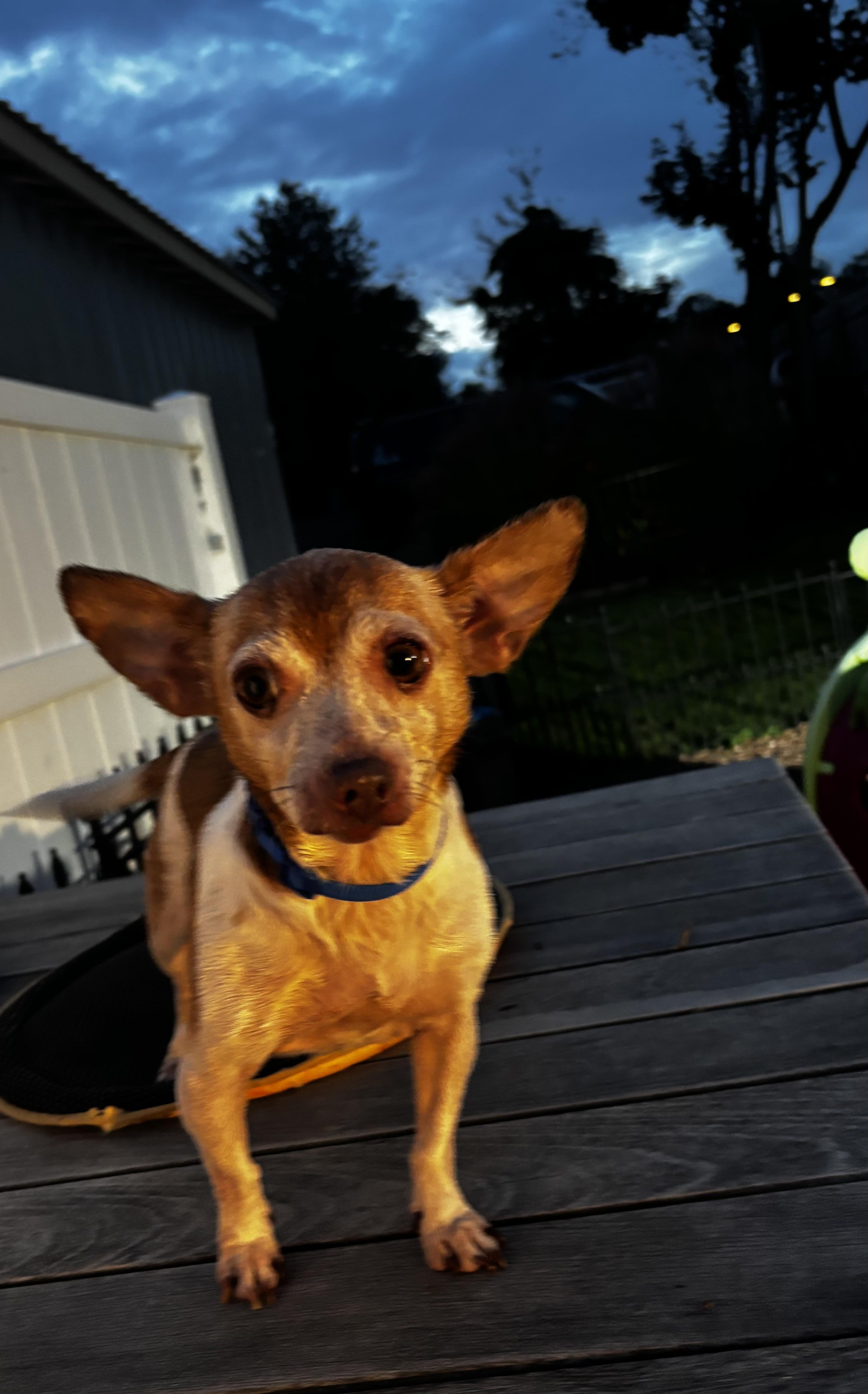 Enlarge Faith, a Adopted Chihuahua in Abington, PA image 2/2