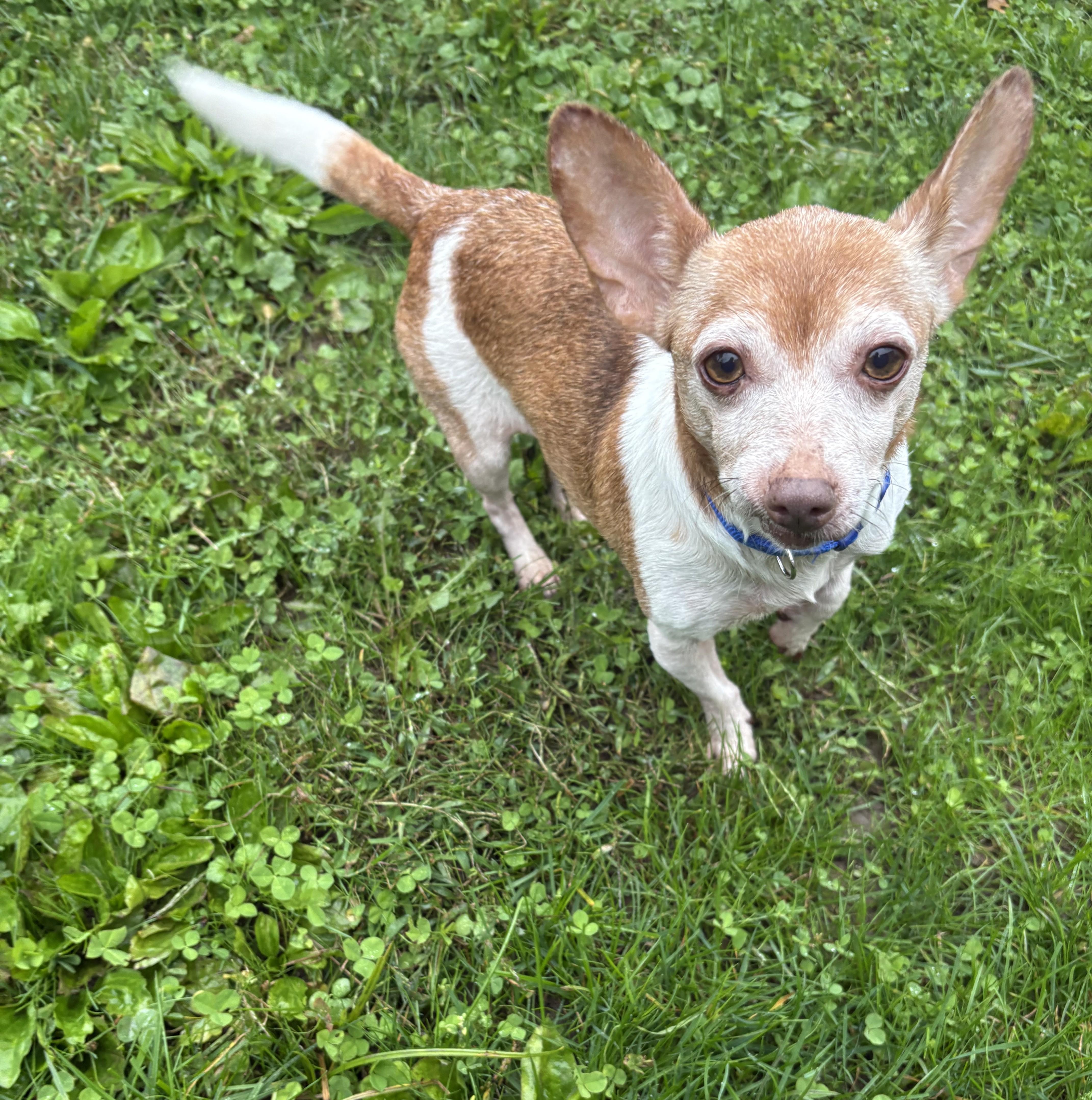 Enlarge Faith, a Adopted Chihuahua in Abington, PA image 1/2