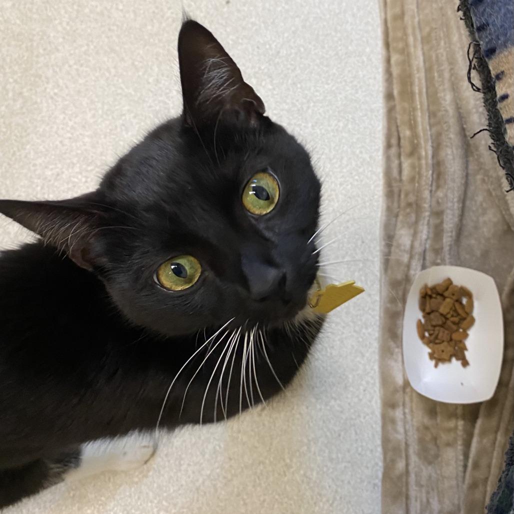 Nova with Zara-2 for 1 -in foster- See our Video!, Adoptable, Young Female Domestic Short Hair.