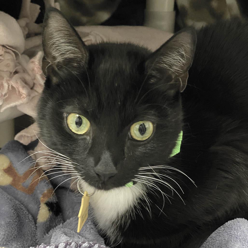 Enlarge Nova with Zara-2 for 1 -in foster- See our Video!, a Adoptable Domestic Short Hair in Springfield, MA image 3/6