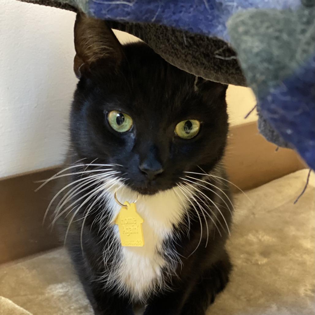 Enlarge Nova with Zara-2 for 1 -in foster- See our Video!, a Adoptable Domestic Short Hair in Springfield, MA image 4/6