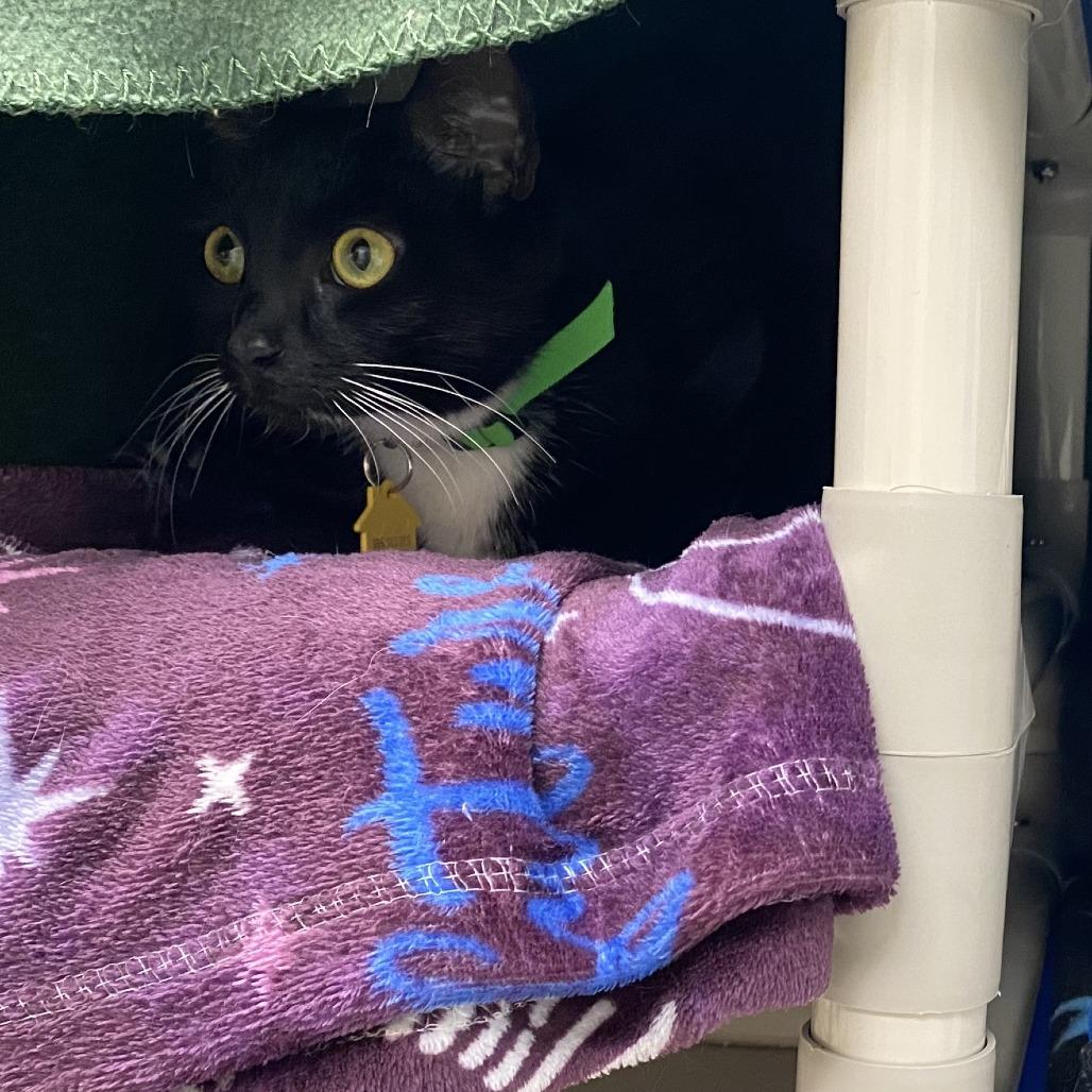 Enlarge Nova with Zara-2 for 1 -in foster- See our Video!, a Adoptable Domestic Short Hair in Springfield, MA image 5/6