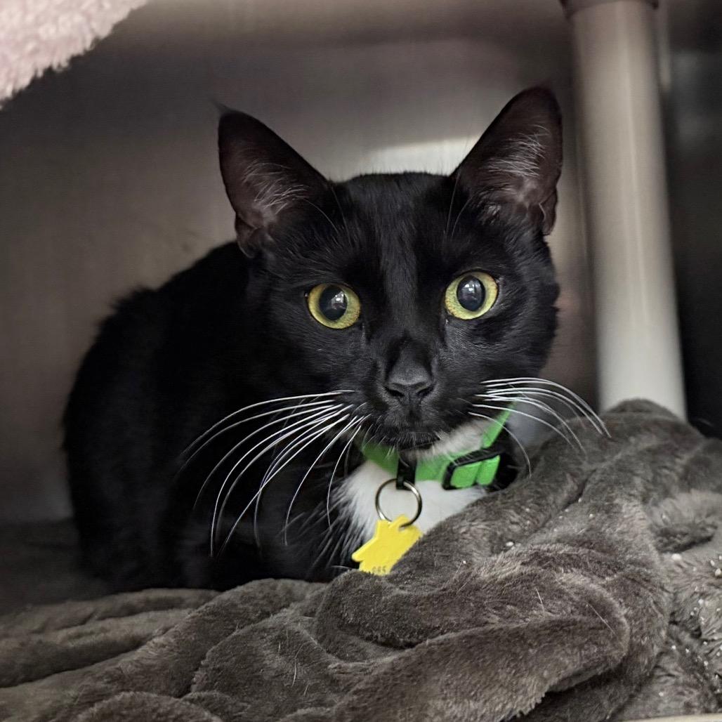 Enlarge Nova with Zara-2 for 1 -in foster- See our Video!, a Adoptable Domestic Short Hair in Springfield, MA image 6/6