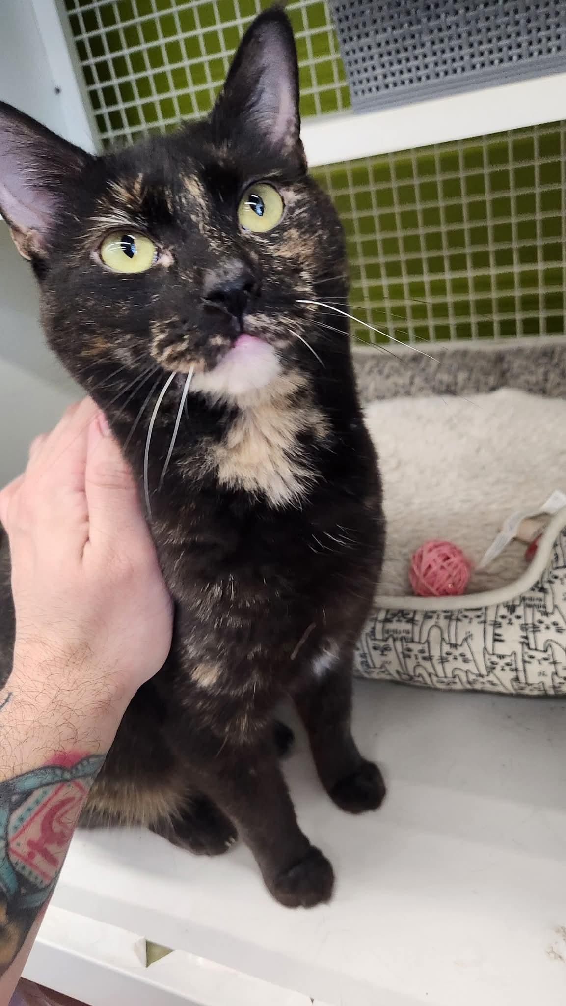 Enlarge Peanut, a Adoptable Domestic Short Hair in Sicklerville , NJ image 1/3