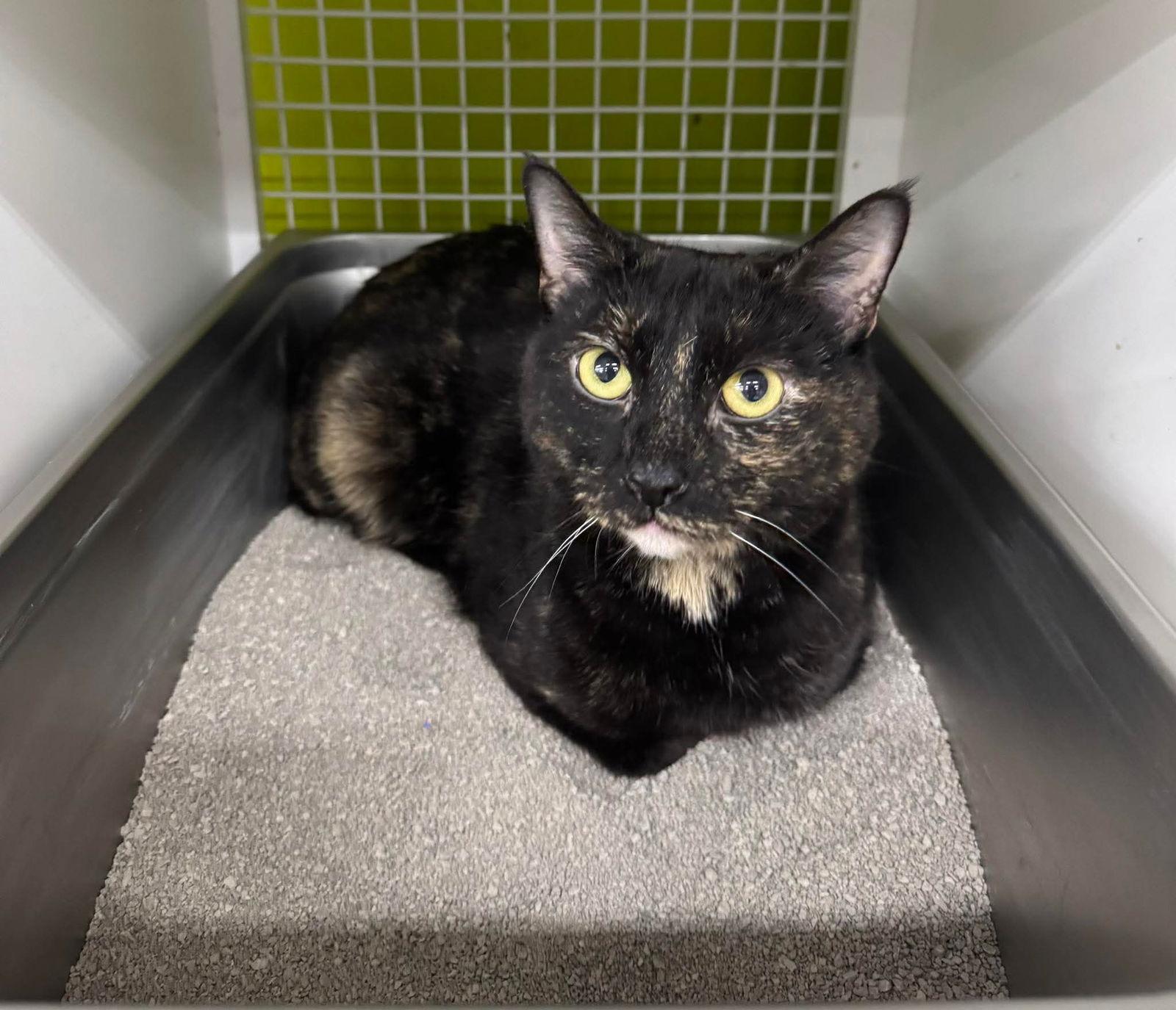 Enlarge Peanut, a Adoptable Domestic Short Hair in Sicklerville , NJ image 3/3