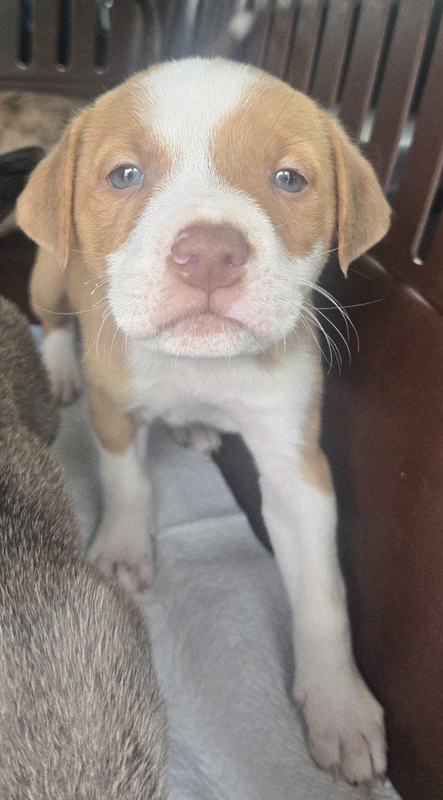 Scone, an adopted mixed breed in Orlando, FL image 6/6