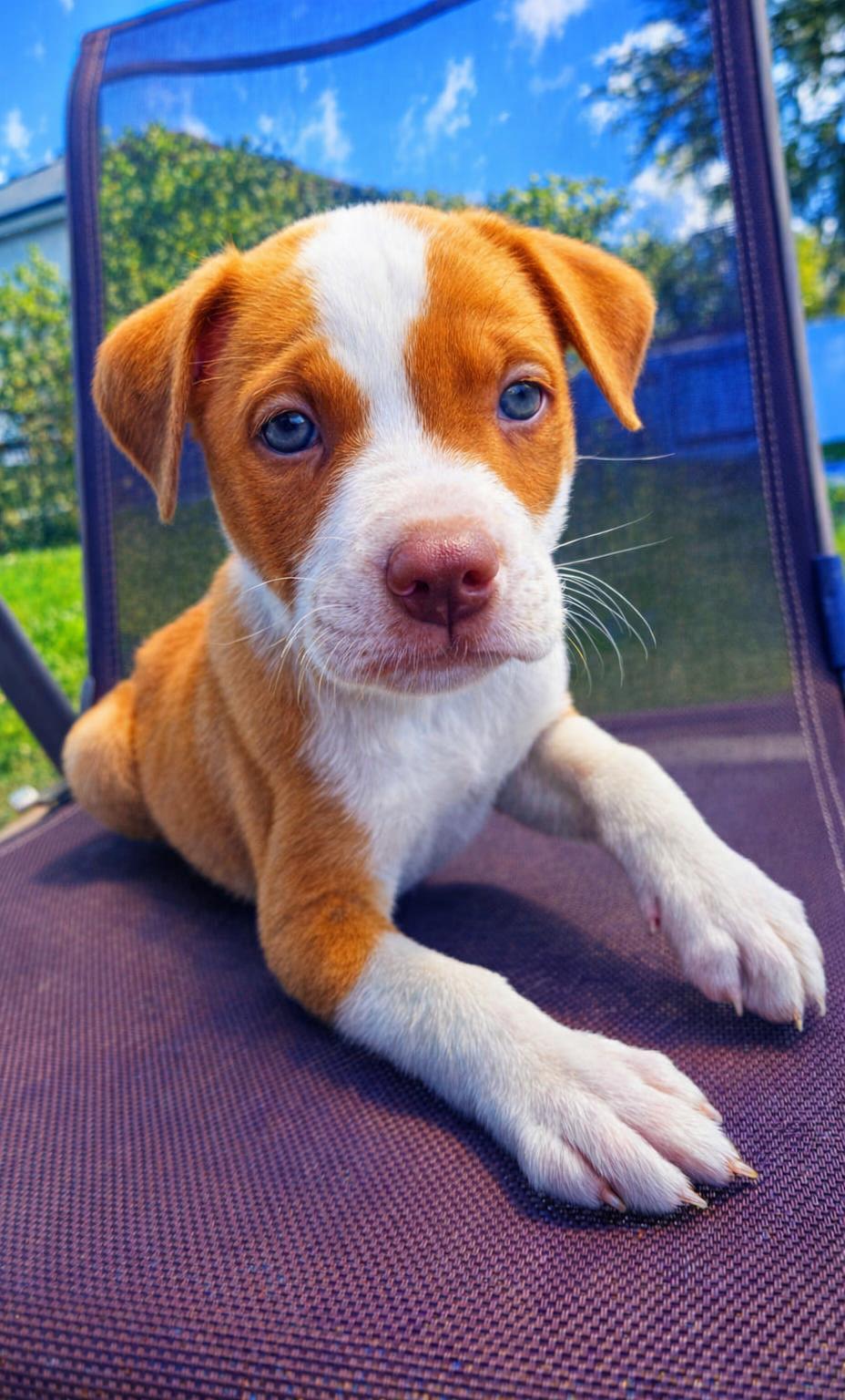 Scone, an adopted mixed breed in Orlando, FL image 3/6