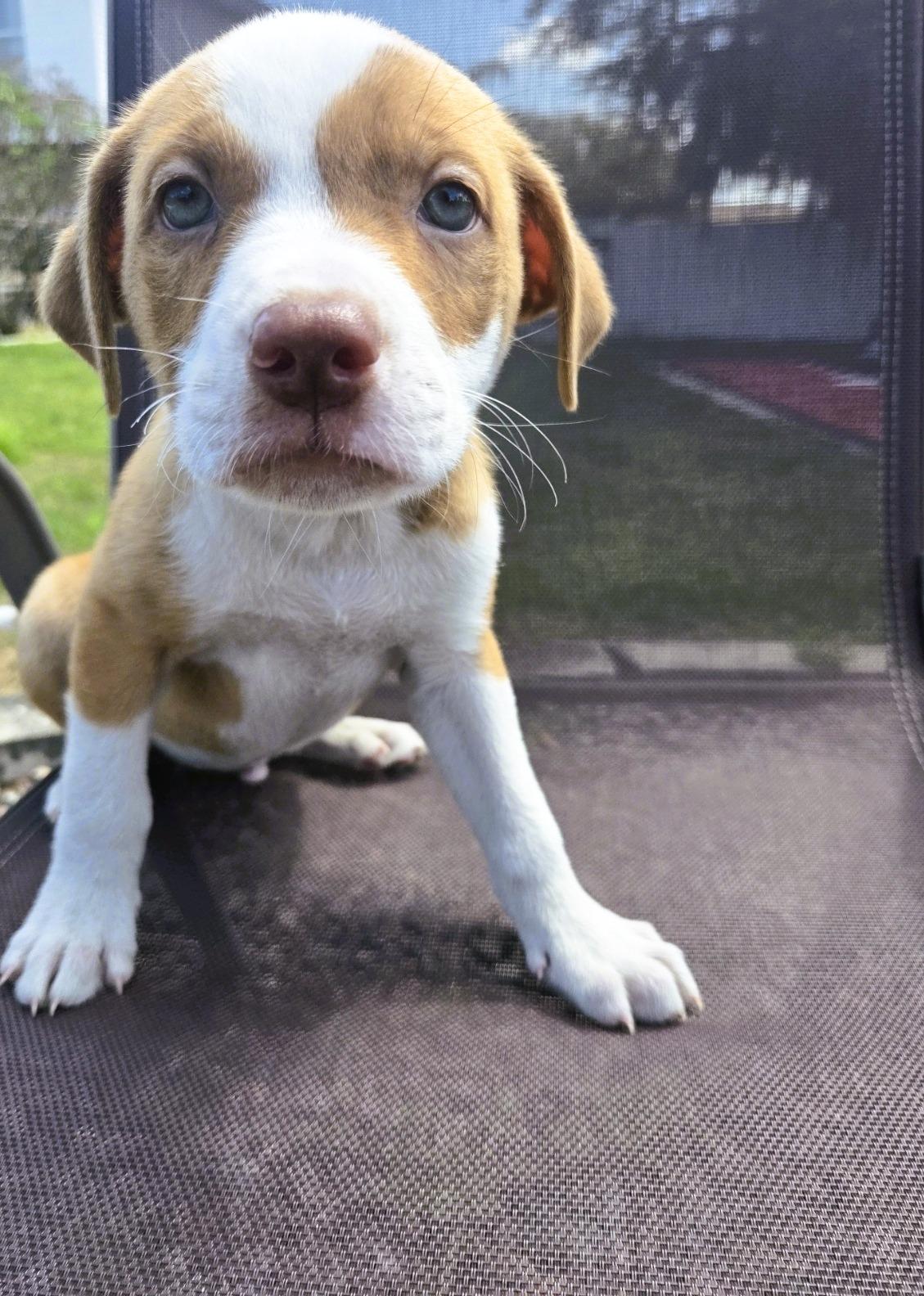 Scone, an adopted mixed breed in Orlando, FL image 2/6