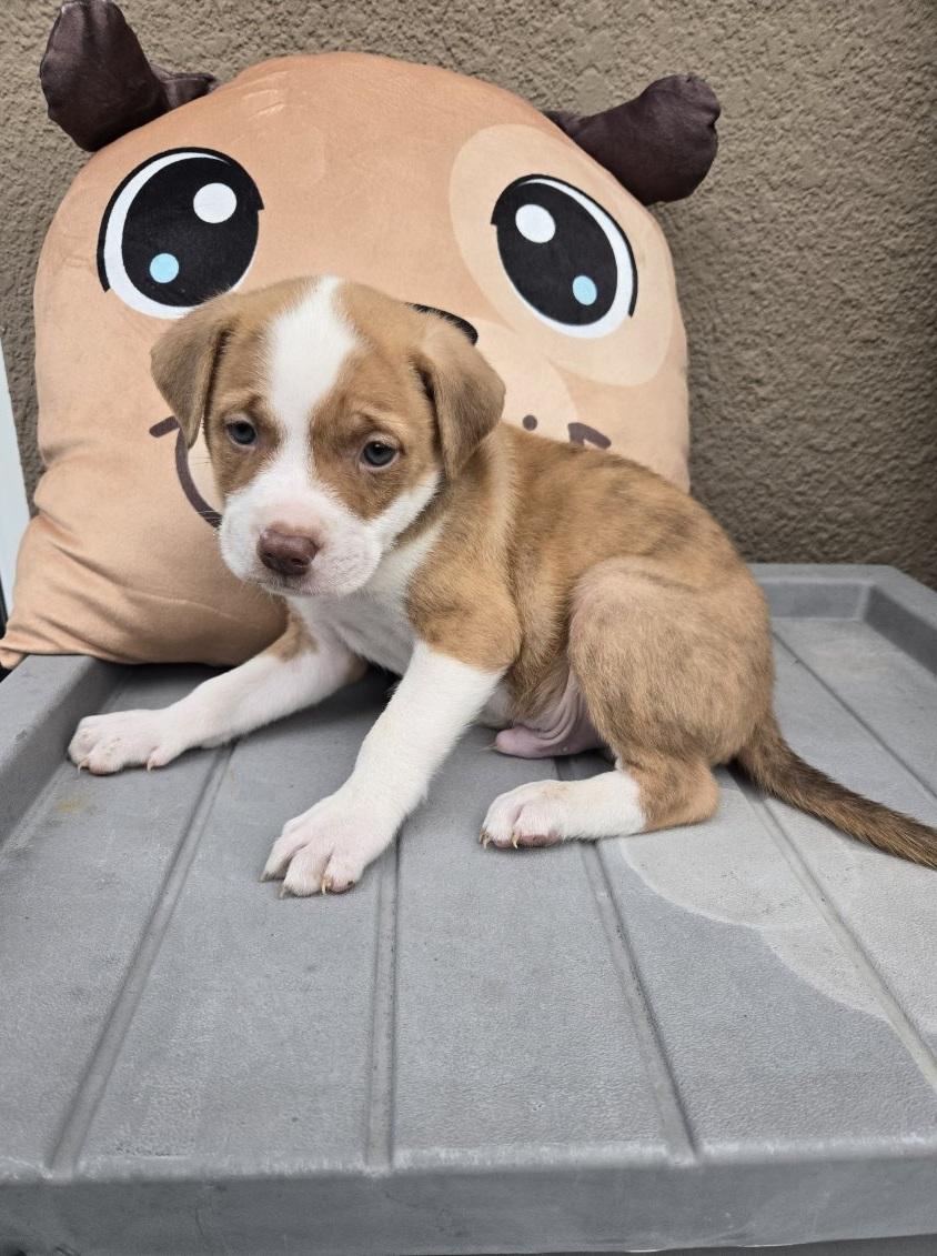 Scone, an adopted mixed breed in Orlando, FL image 5/6