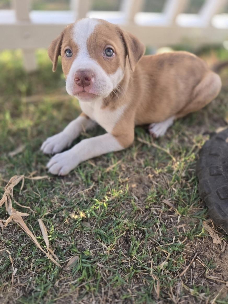 Scone, an adopted mixed breed in Orlando, FL image 4/6