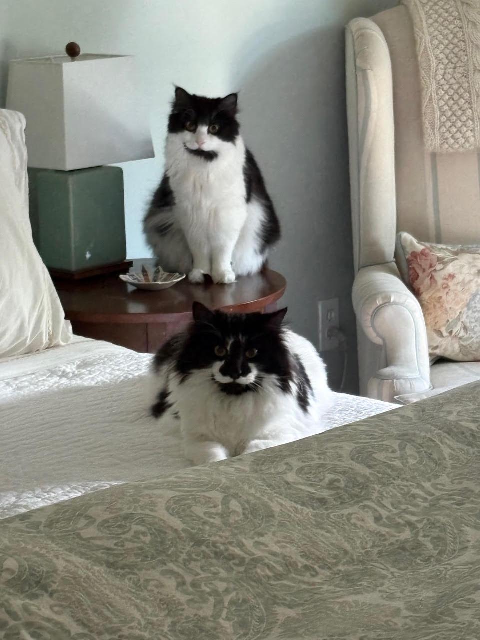 Finn 'n Penny-Bonded Littermates 1