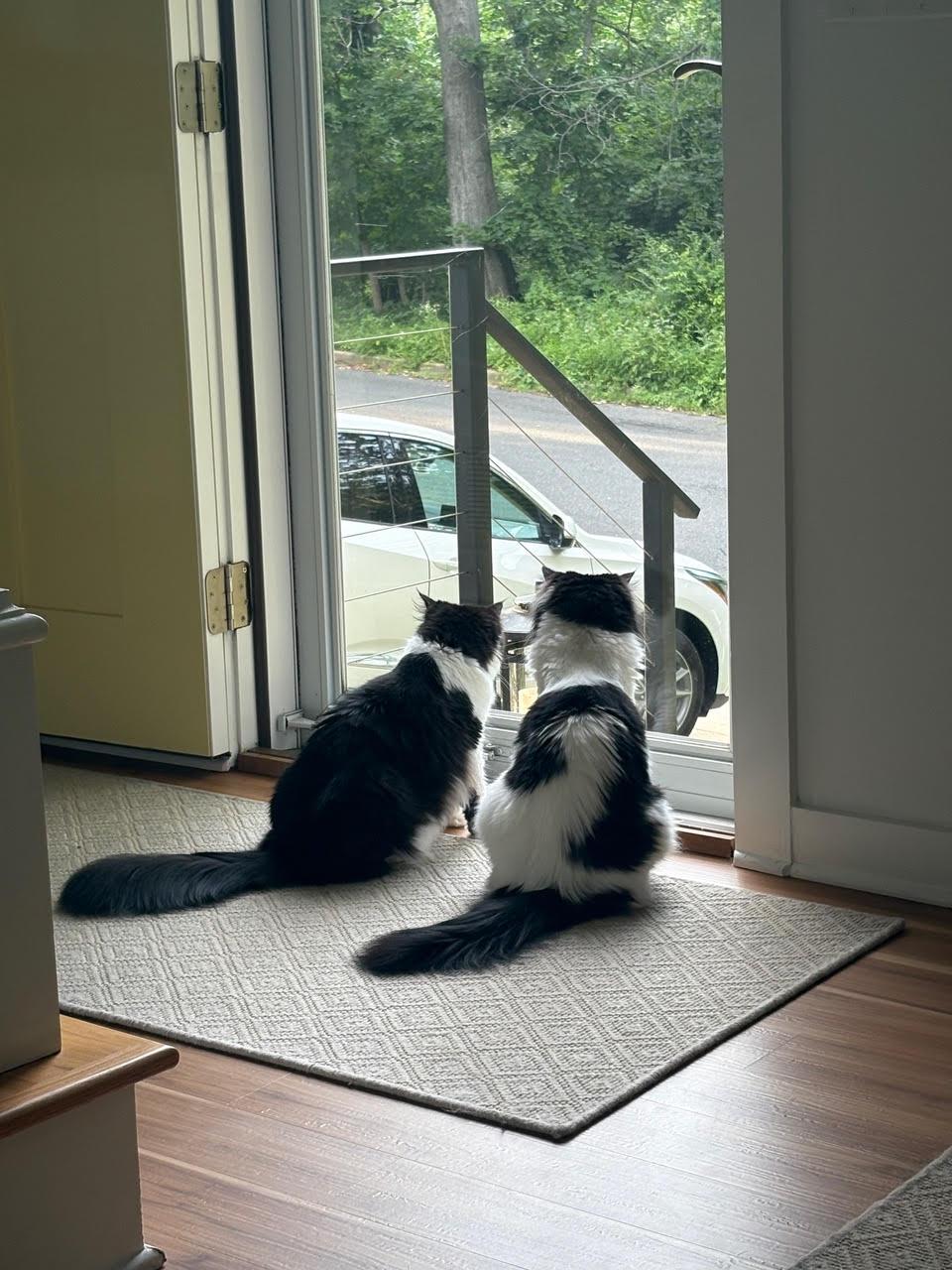 Finn 'n Penny-bonded Littermates thumbnail 3