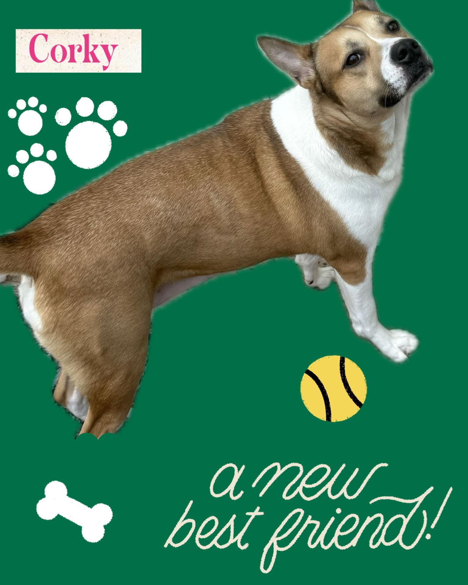 Enlarge Corky, a Adoptable Hound in Walnutport, PA image 1/2