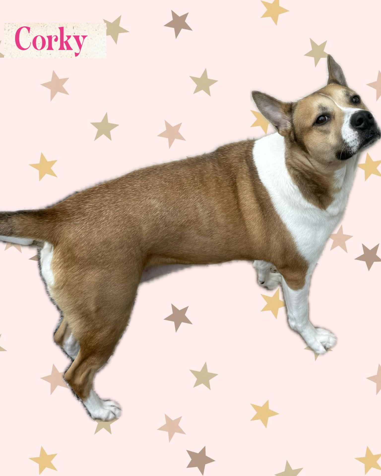 Enlarge Corky, a Adoptable Hound in Walnutport, PA image 2/2