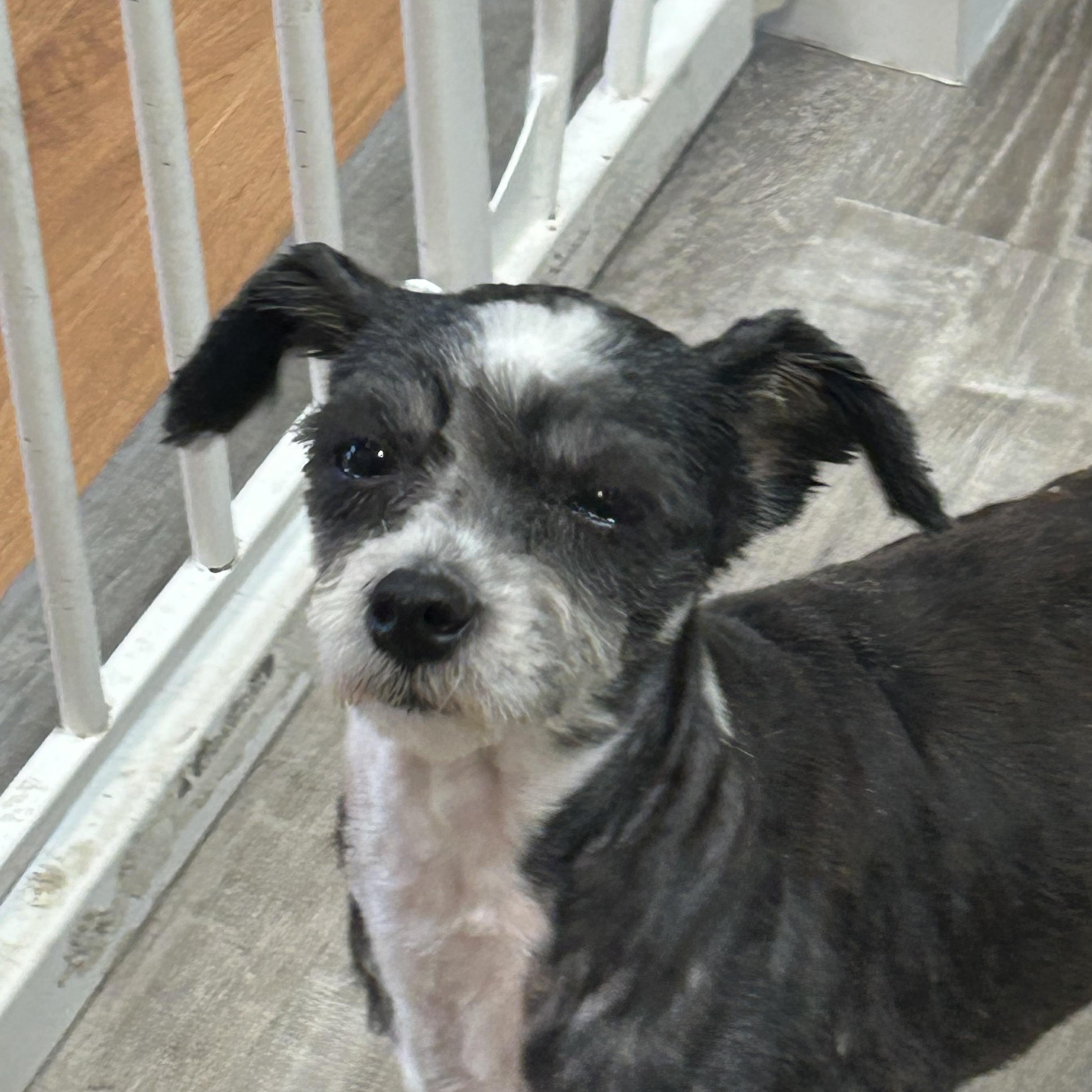 Hannah, an adopted mixed breed in Sarasota, FL image 3/5