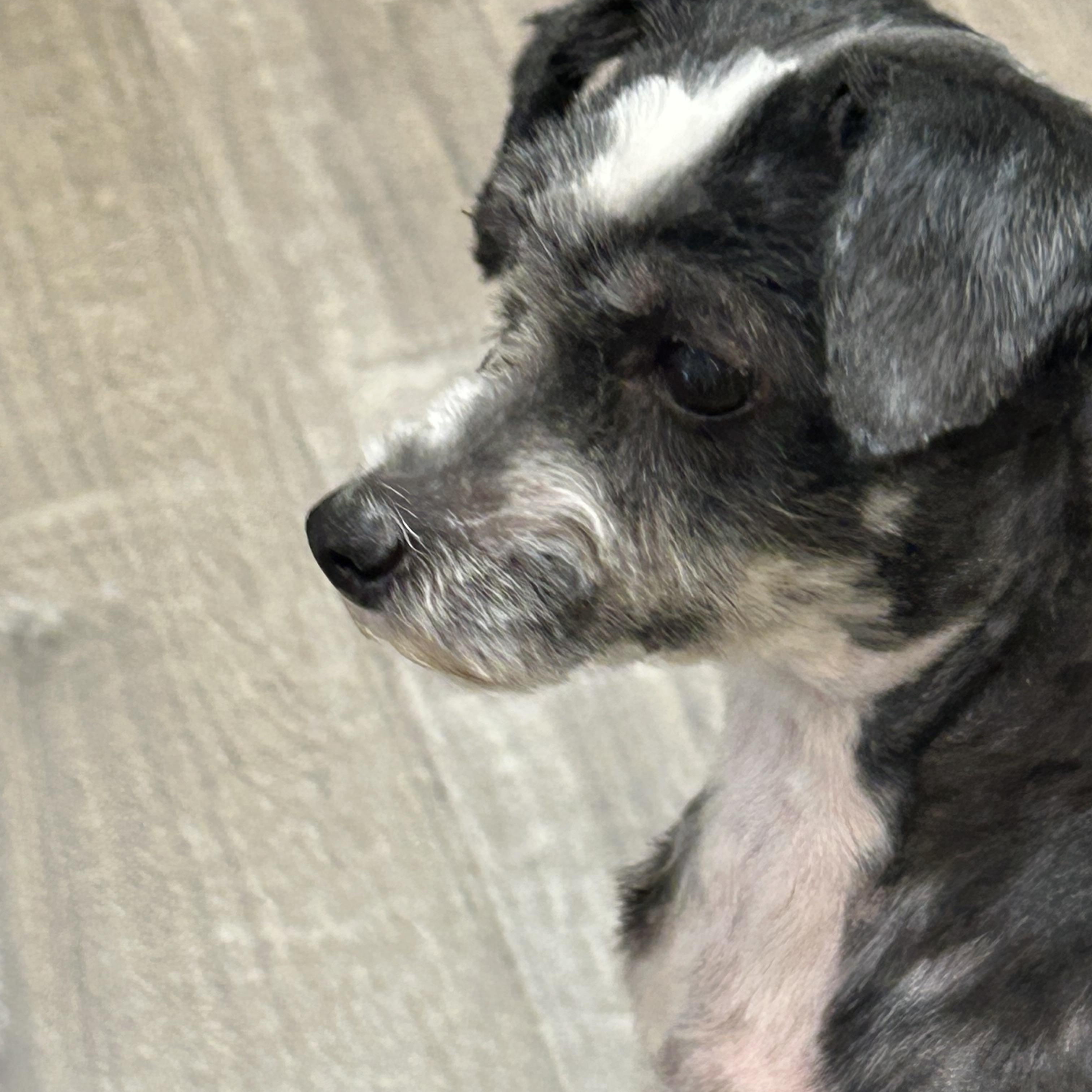 Hannah, an adopted mixed breed in Sarasota, FL image 4/5