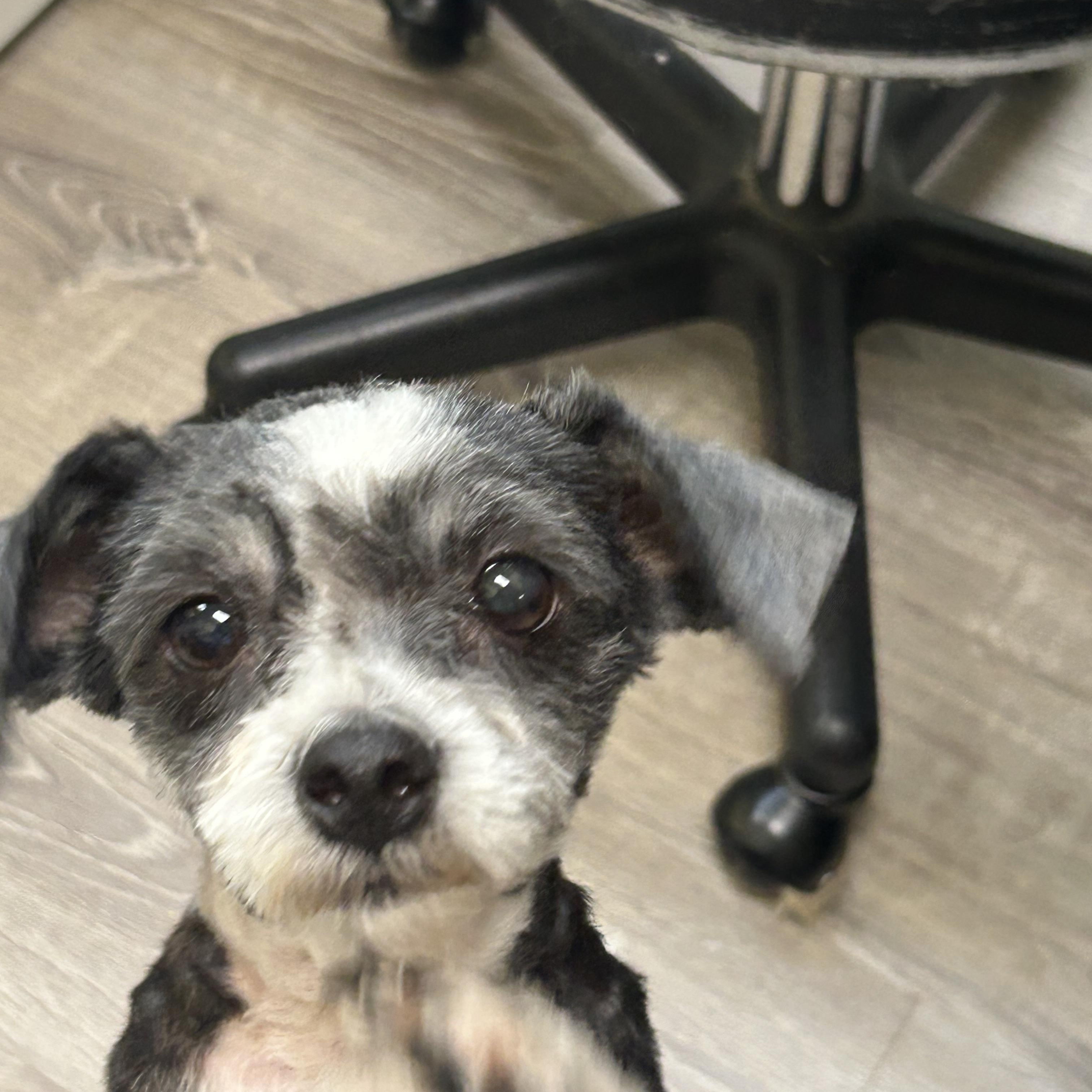 Hannah, adopted, Young Female Maltese & Yorkshire Terrier.