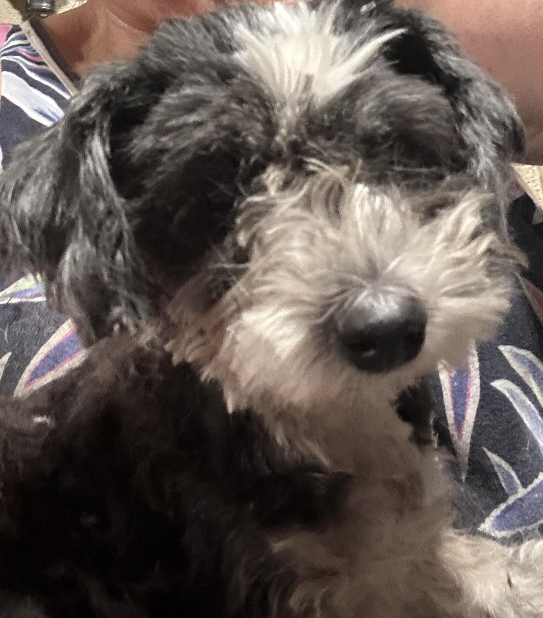 Hannah, an adopted mixed breed in Sarasota, FL image 5/5