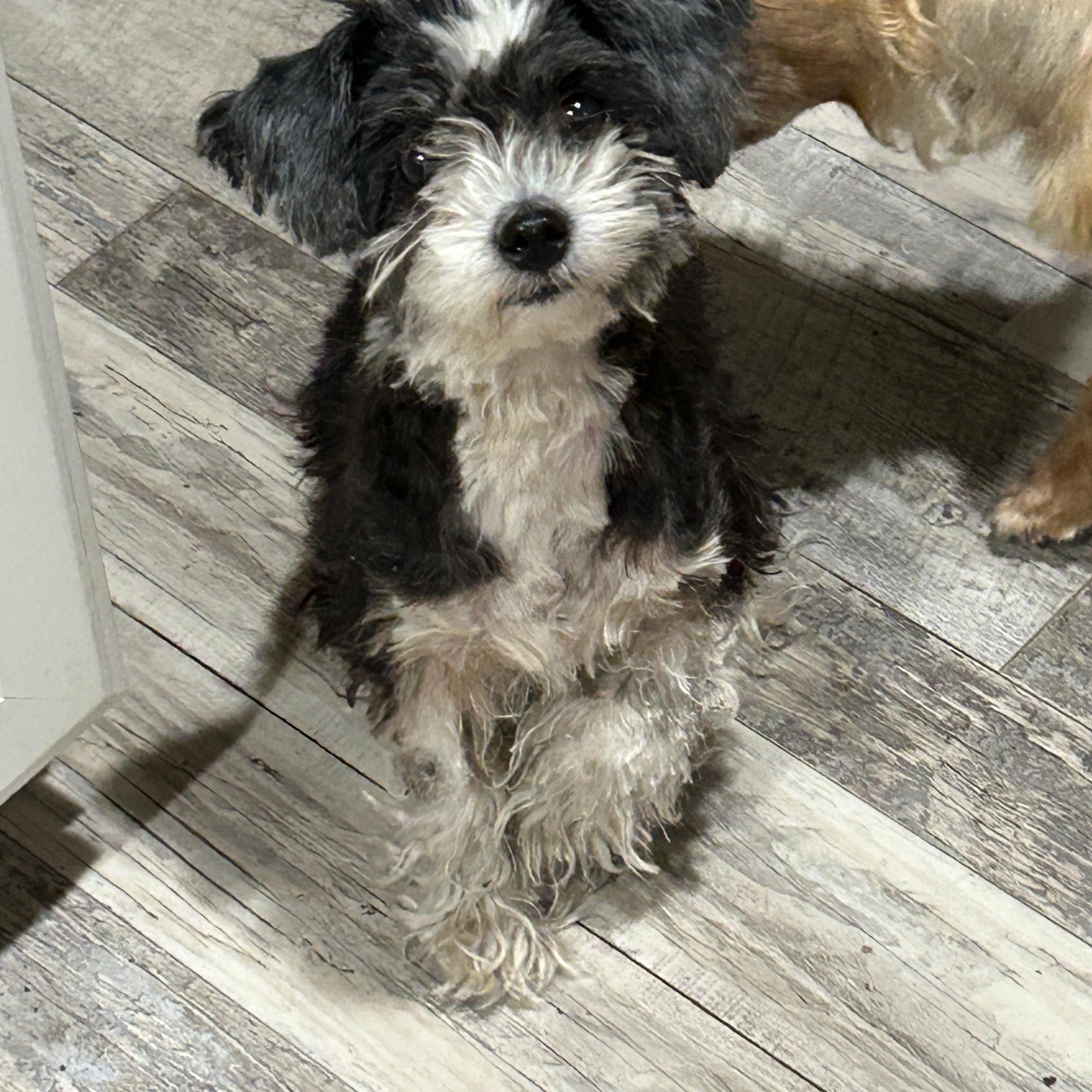 Hannah, an adopted mixed breed in Sarasota, FL image 2/5