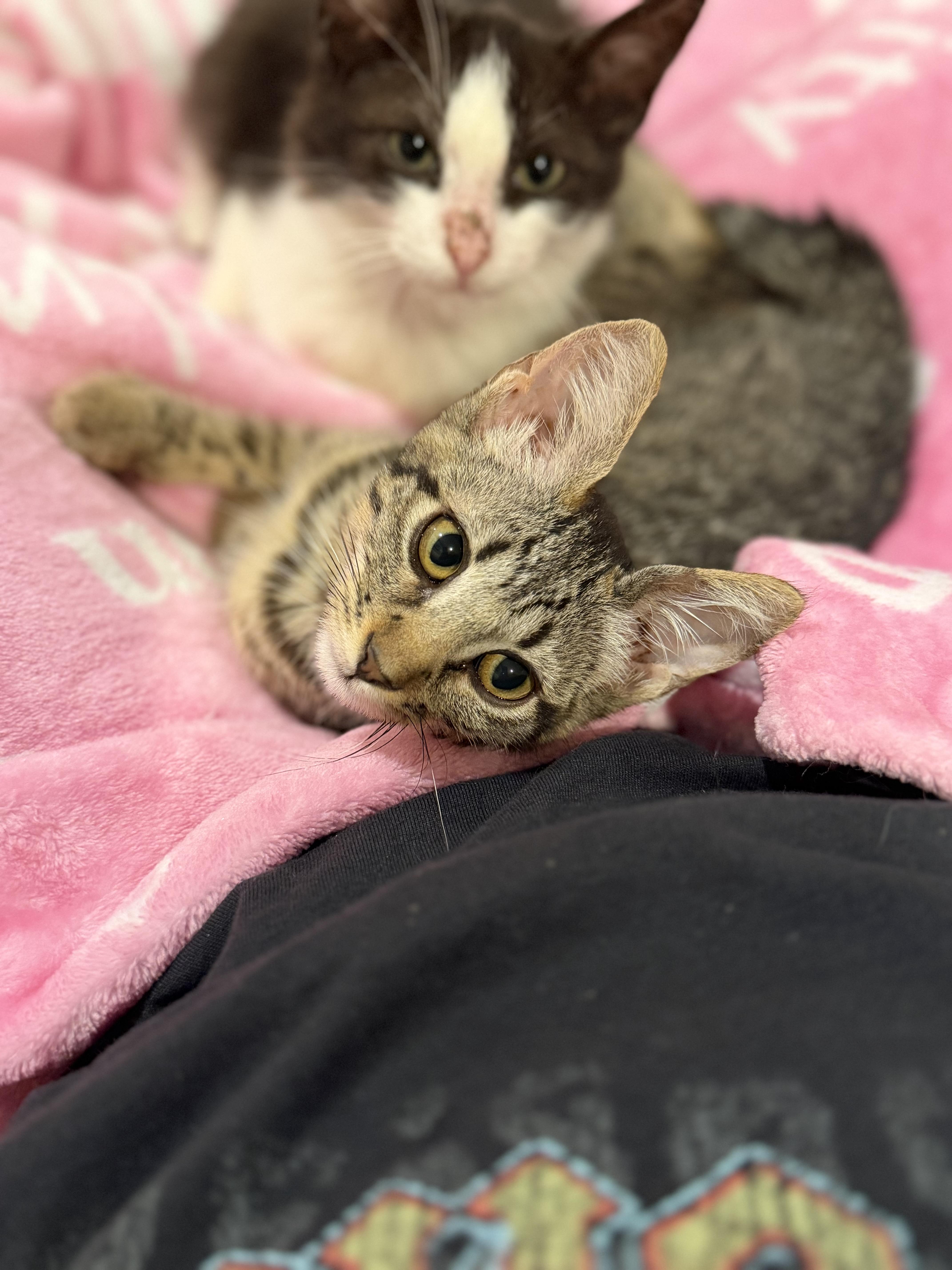 Piper, Adoptable, Young Female Tabby.