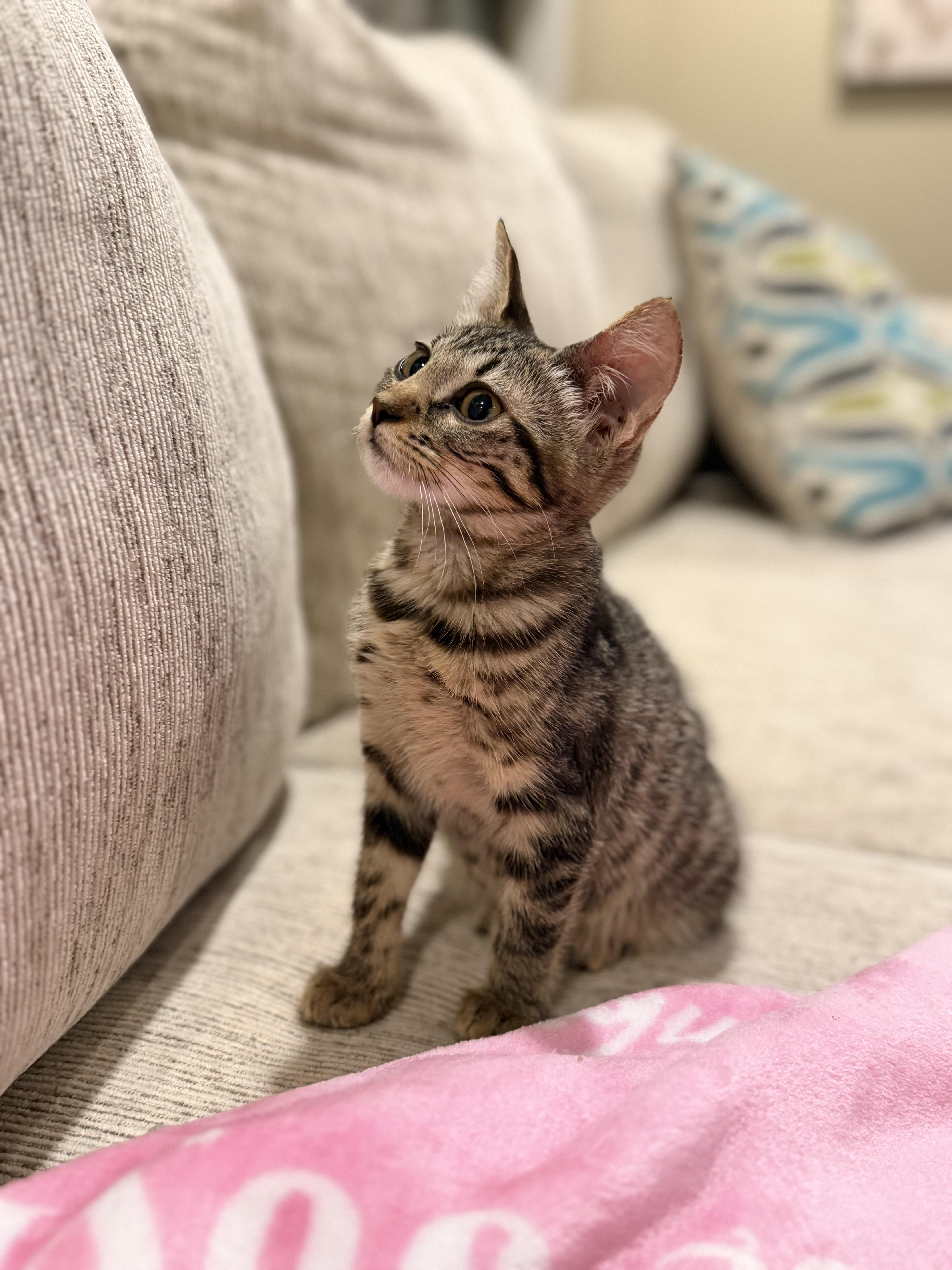 Enlarge Piper, a Adoptable Tabby in Columbia, MO image 3/3