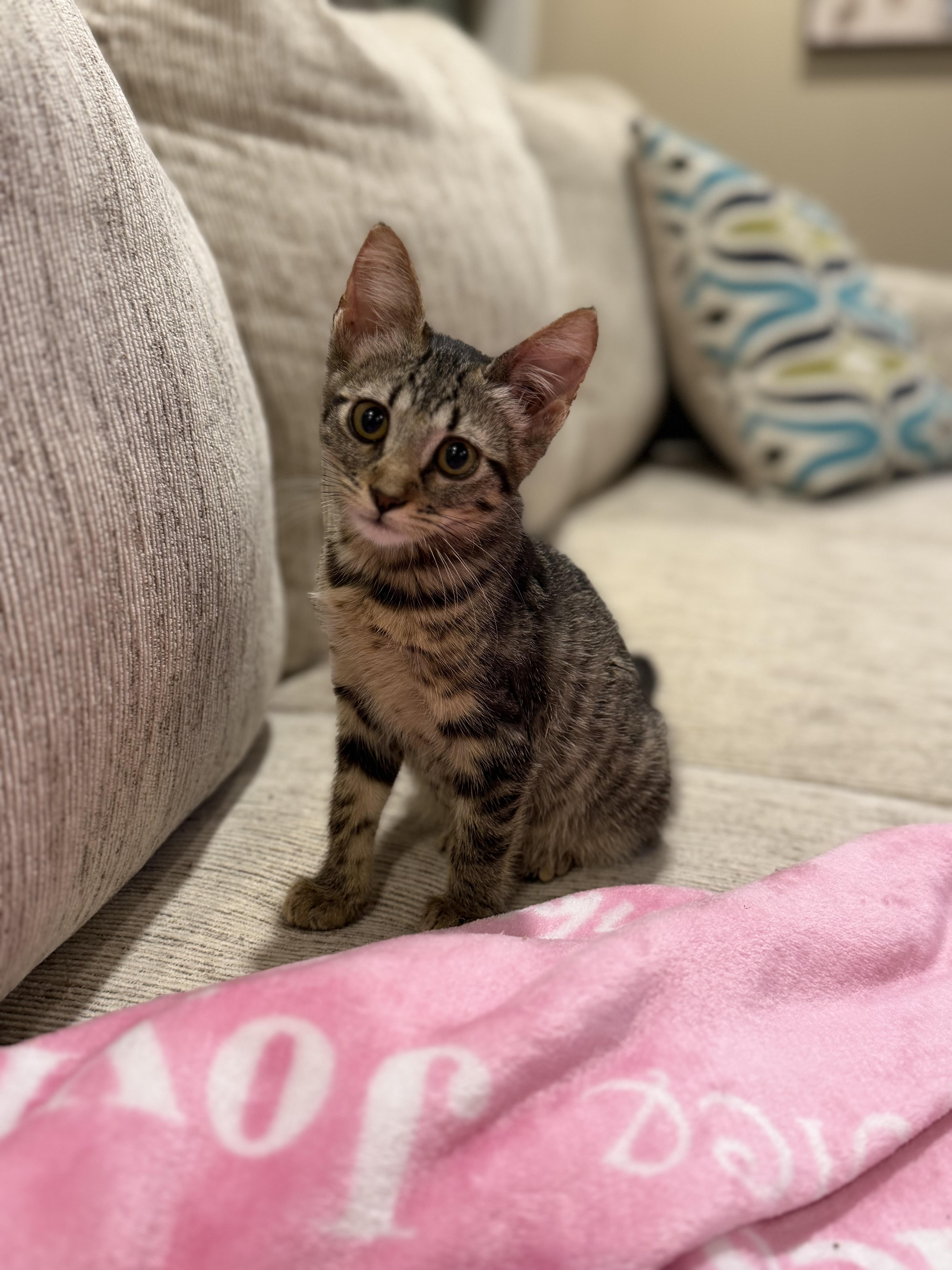 Enlarge Piper, a Adoptable Tabby in Columbia, MO image 2/3