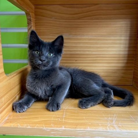 Enlarge Russell Blue Cat, an adopted mixed breed in Tyler, TX image 2/4