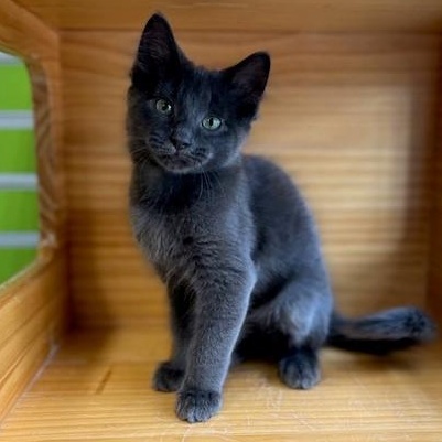 Enlarge Russell Blue Cat, an adopted mixed breed in Tyler, TX image 4/4