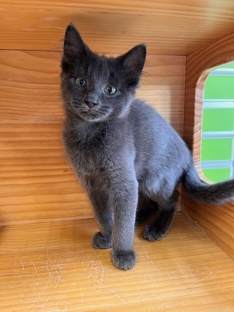 Enlarge Russell Blue Cat, an adopted mixed breed in Tyler, TX image 1/4