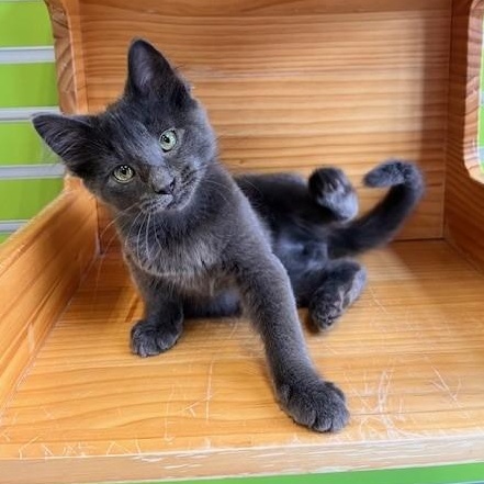 Enlarge Russell Blue Cat, an adopted mixed breed in Tyler, TX image 3/4