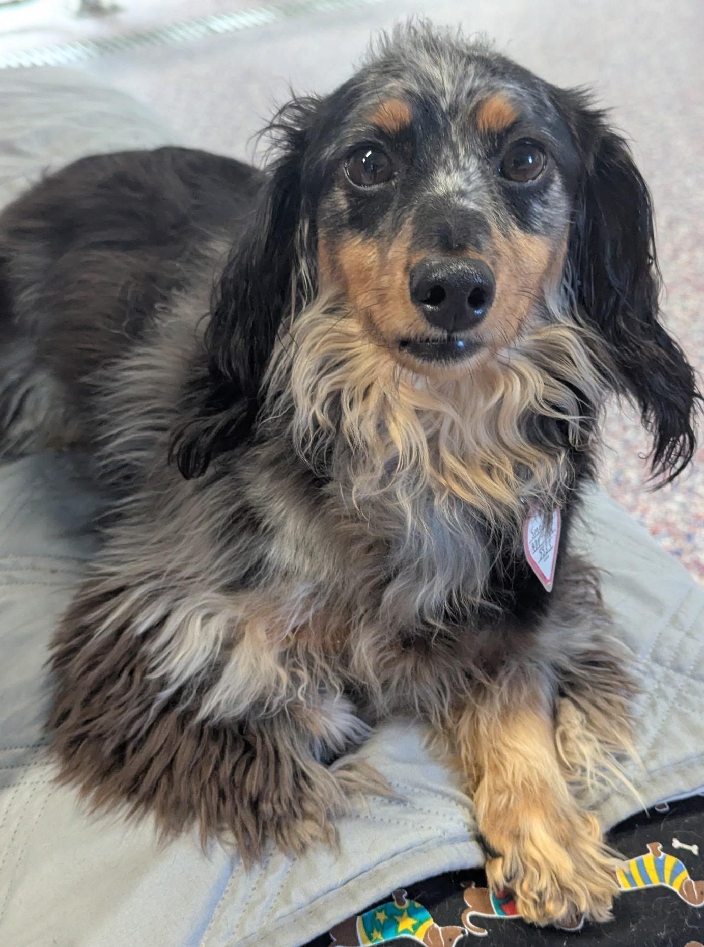 Enlarge Smokey in TN, a ADOPTABLE Dachshund (Long Haired) in Shelbyville, TN image 1/6