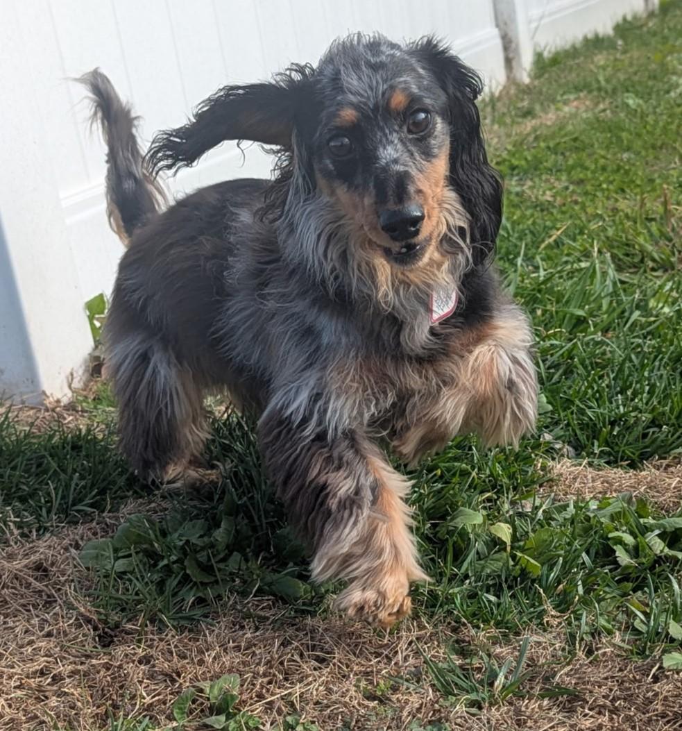 Enlarge Smokey in TN, a ADOPTABLE Dachshund (Long Haired) in Shelbyville, TN image 2/6