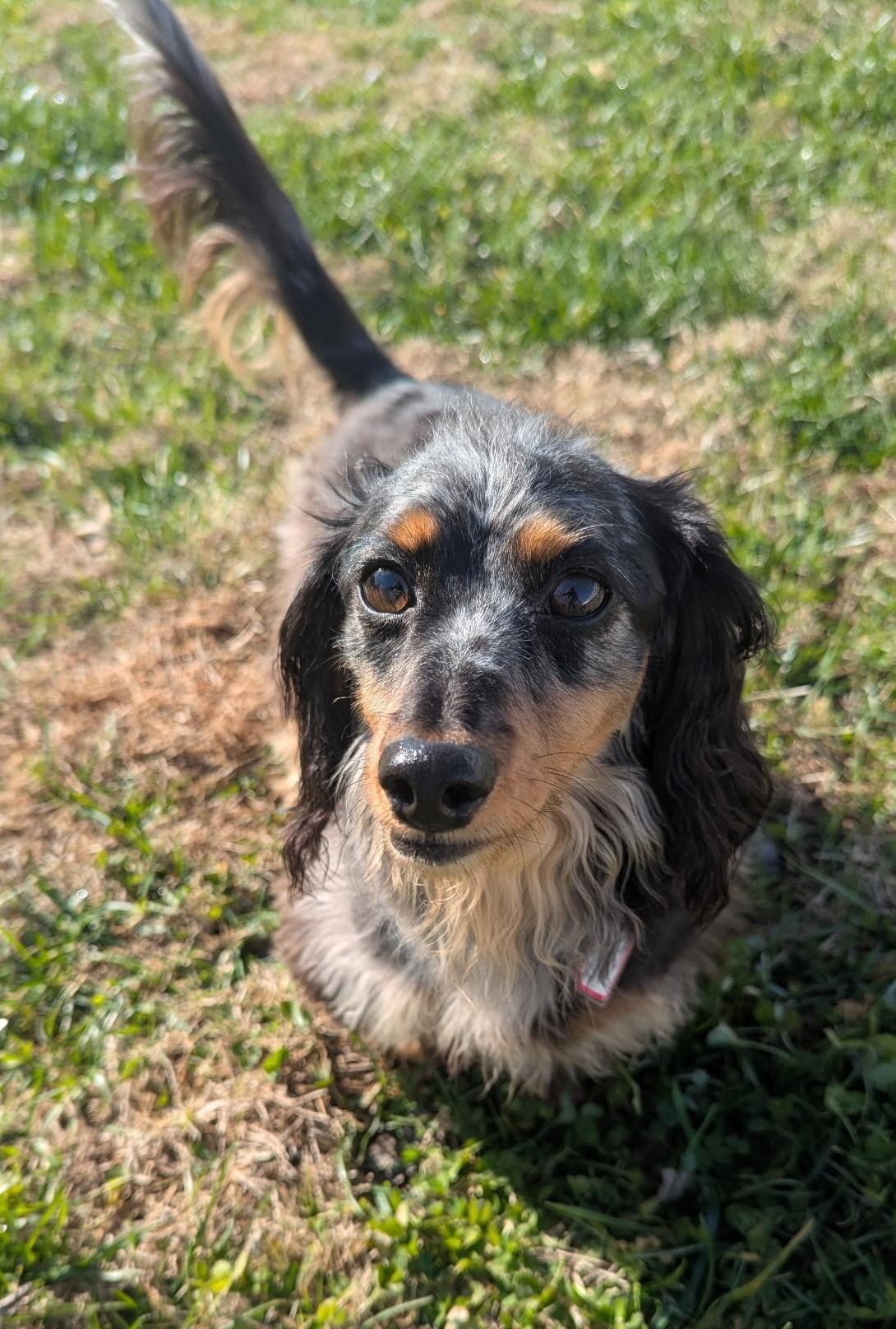 Enlarge Smokey in TN, a ADOPTABLE Dachshund (Long Haired) in Shelbyville, TN image 5/6