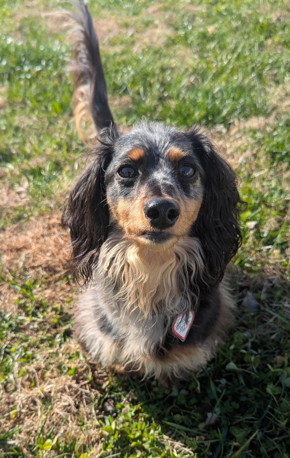 Enlarge Smokey in TN, a ADOPTABLE Dachshund (Long Haired) in Shelbyville, TN image 6/6