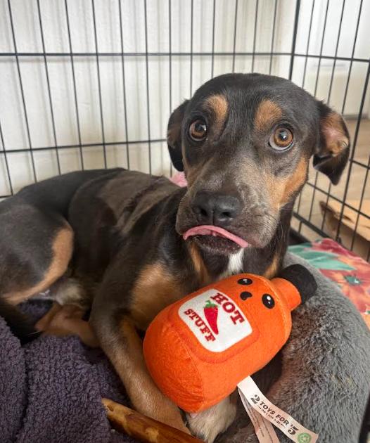 Enlarge Levi, a Adoptable mixed breed in San Diego, CA image 2/3