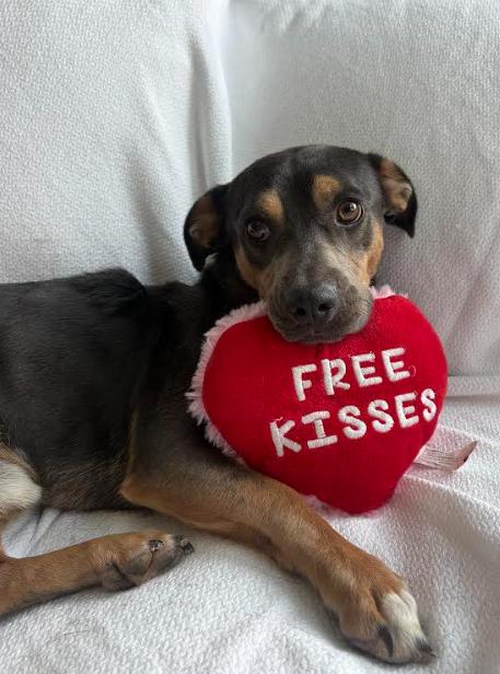 Enlarge Levi, a Adoptable mixed breed in San Diego, CA image 3/3