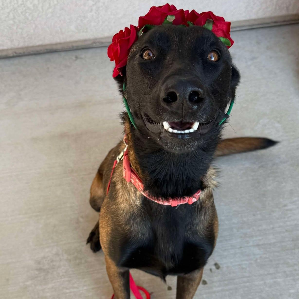 Enlarge June-Bug, a Adoptable mixed breed in Santa Cruz, CA image 1/6