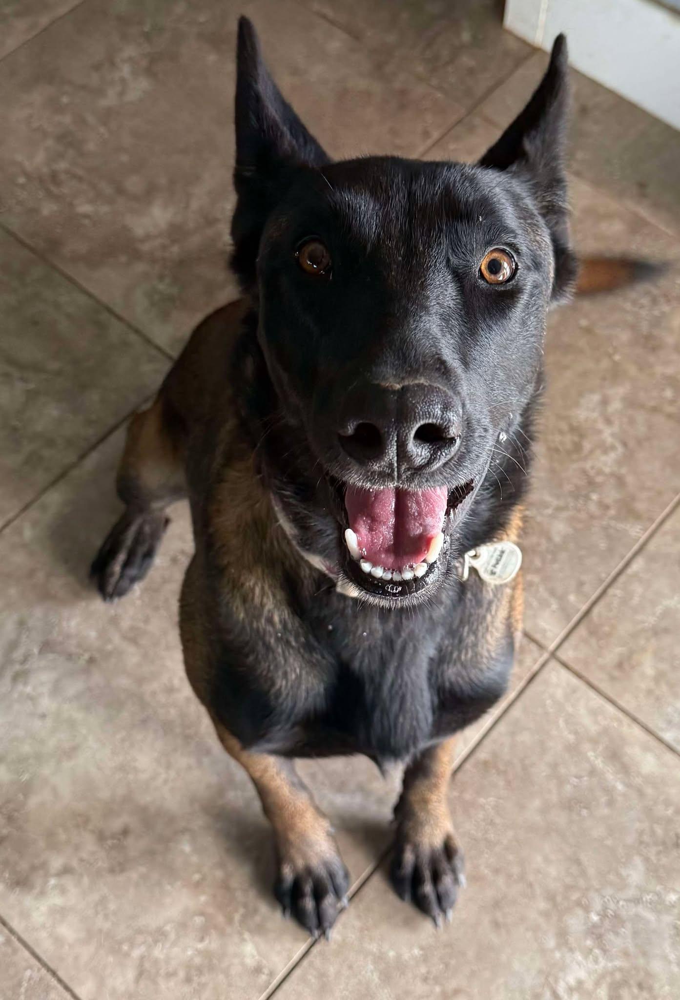 Enlarge June-Bug, a Adoptable mixed breed in Santa Cruz, CA image 5/6