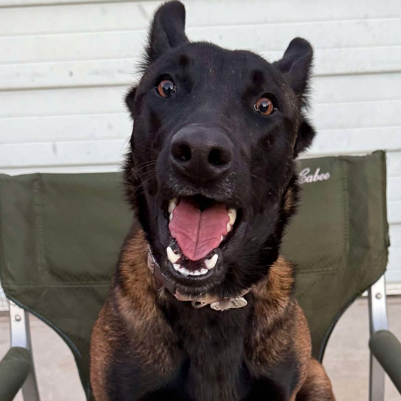 Enlarge June-Bug, a Adoptable mixed breed in Santa Cruz, CA image 2/6