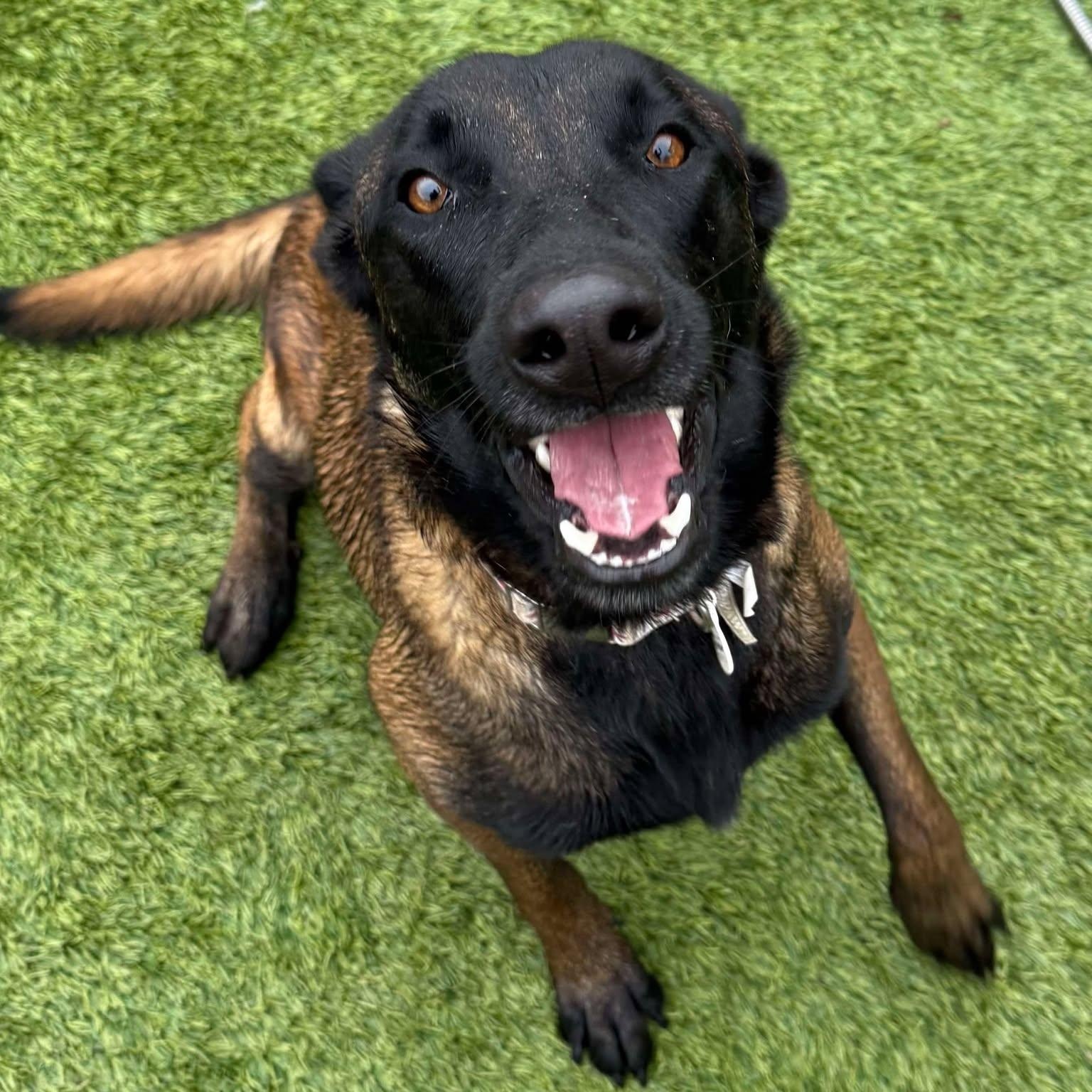 Enlarge June-Bug, a Adoptable mixed breed in Santa Cruz, CA image 3/6